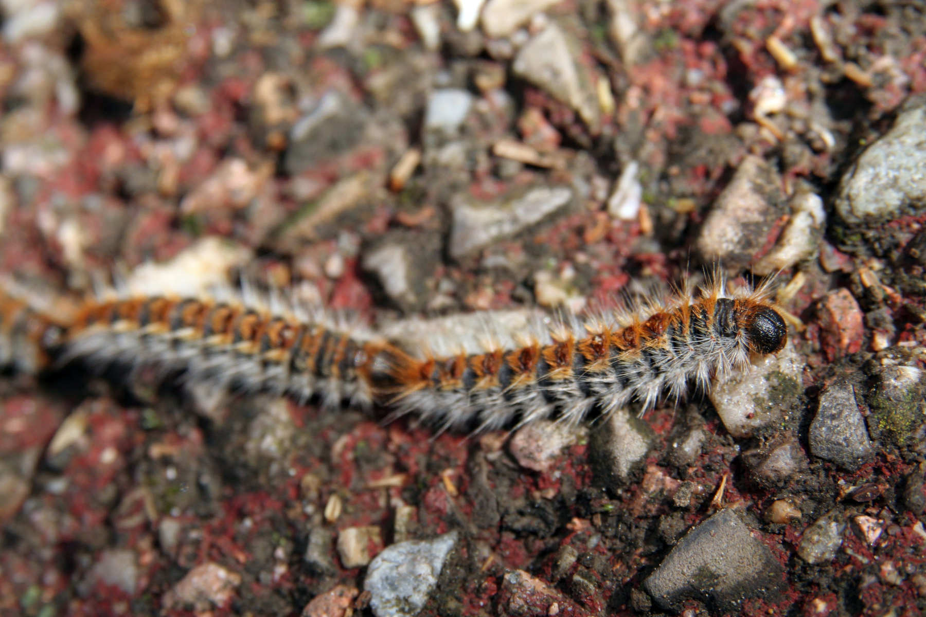 nuisible chenille processionaire