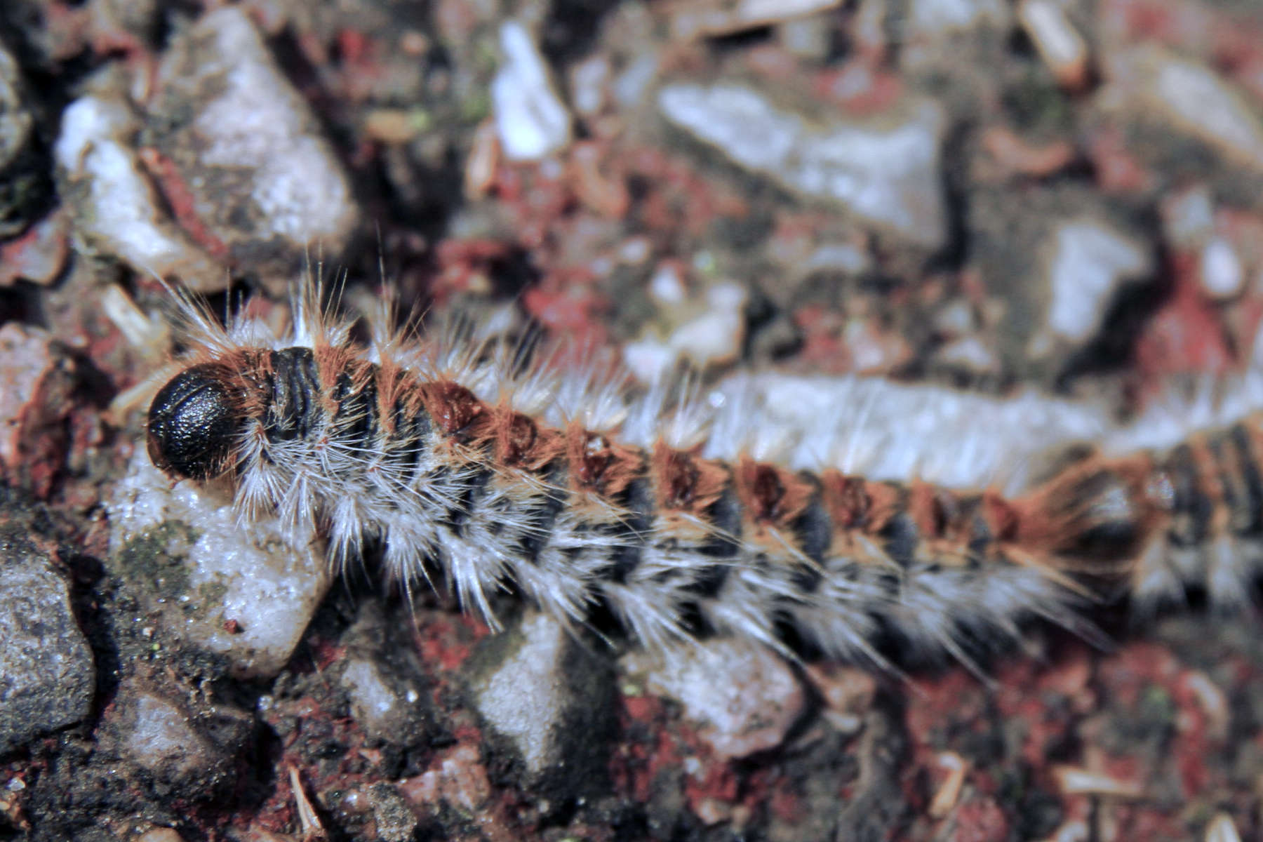 nuisible chenille processionaire