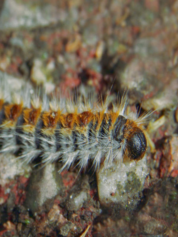 nuisible chenille processionaire