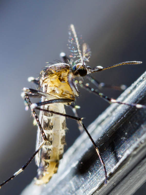 Extermination de nuisibles à Cluses