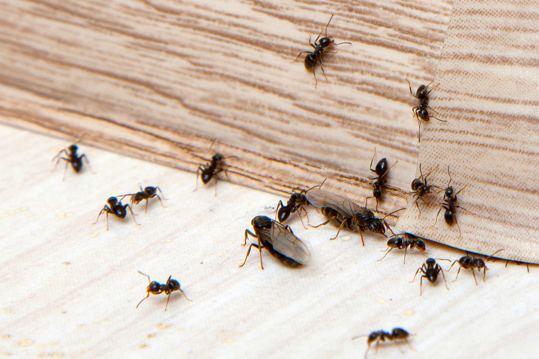 nuisible fourmis