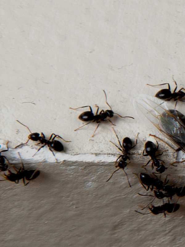 nuisible fourmis