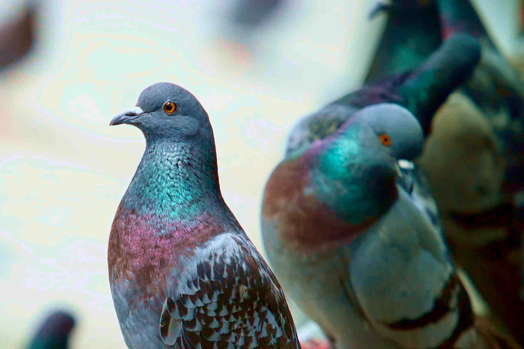 nuisible pigeons