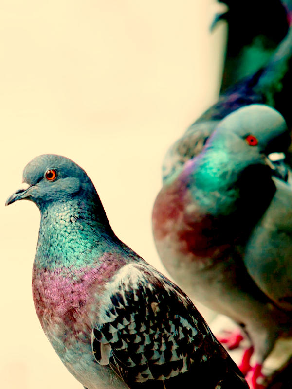 nuisible pigeons