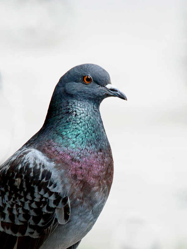 nuisible pigeons