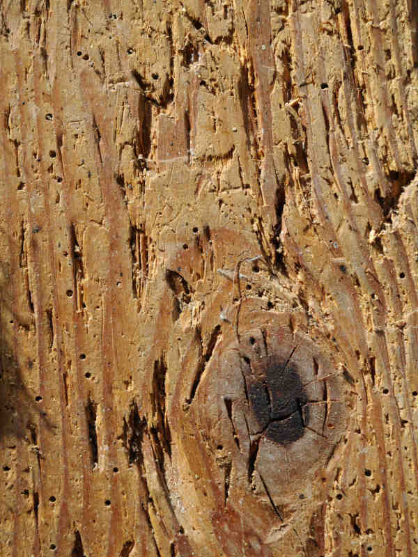 bois attaqué par nuisible