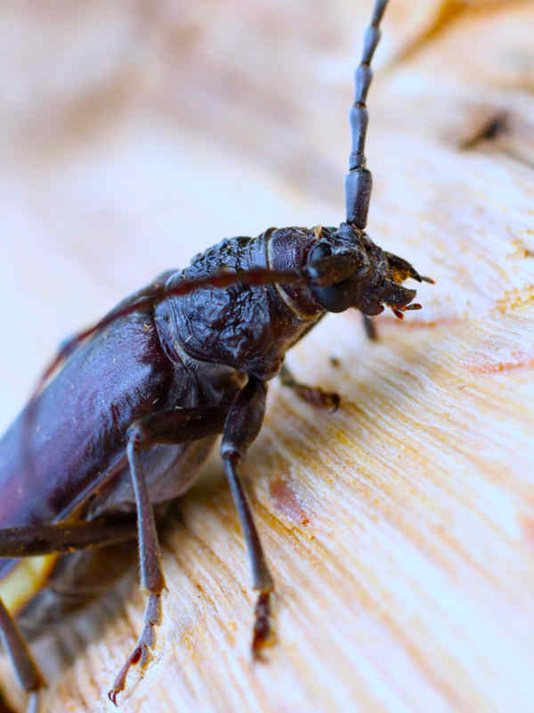 Extermination de nuisibles en Haute-Savoie