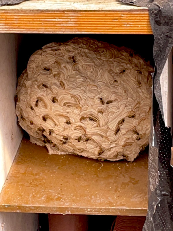 Guepes-vertical-05 nid de guêpe dans une habitation en Savoie / Haute-Savoie