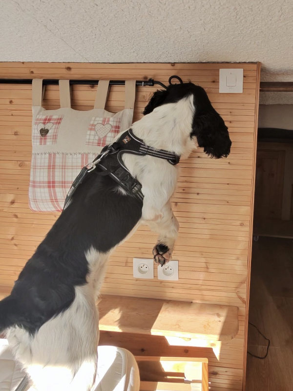 detection-canine-vertical-04 détection canine contre nuisibles