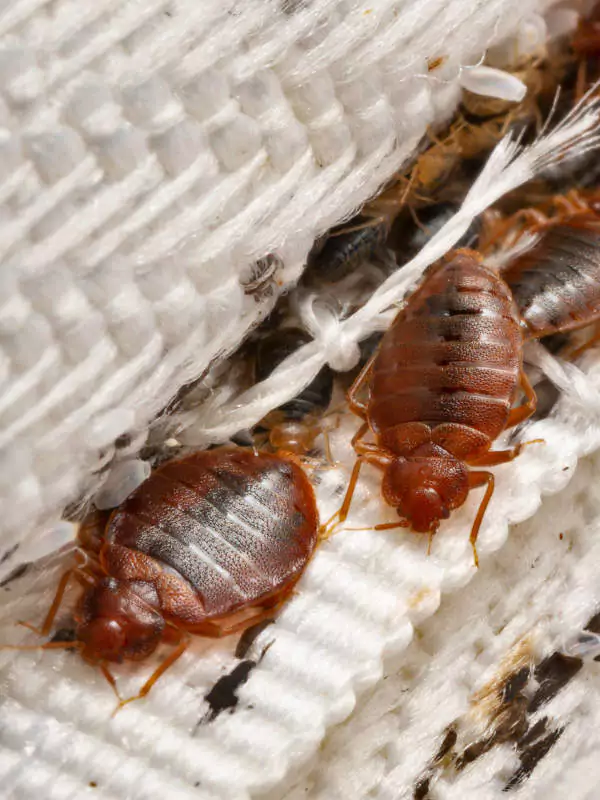 Traitement des punaises de lit à Cluses